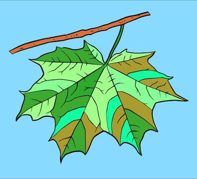 Inspiration: Maple Leaf – colored by the community