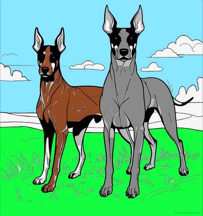 Farvelagt version: To hunde i en mark