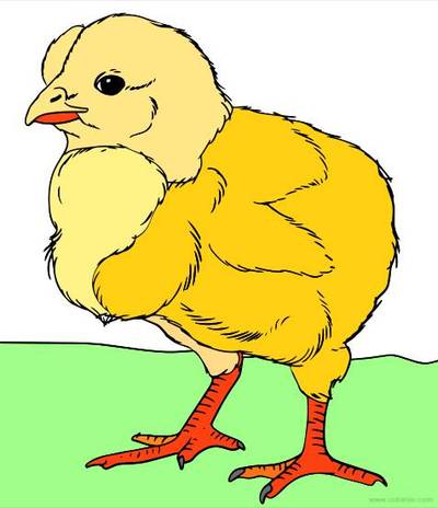 Ausgemalte Version: Küken