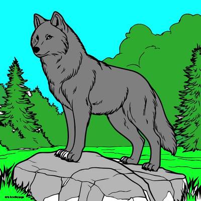 Farvelagt version: Majestætisk ulv i naturen