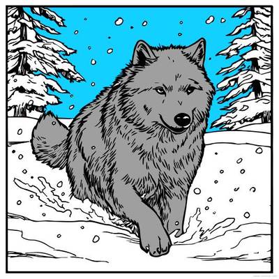 Farvelagt version: Ulv i sneet landskab