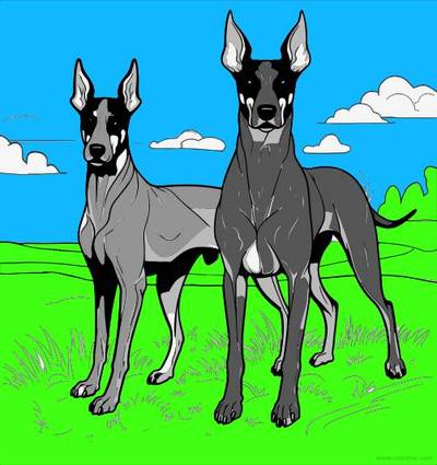 Versão colorida: Dois cães em um campo