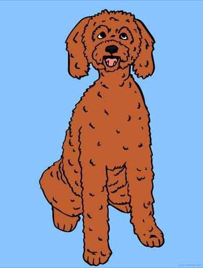 Colored version: Labradoodle