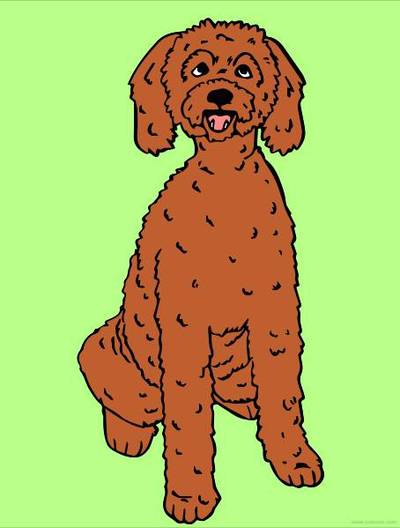 Colored version: Labradoodle