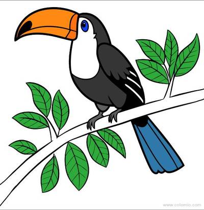Versão colorida: Tucano detalhado com folhas