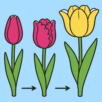 Versão colorida: Tulipa em três estágios de floração