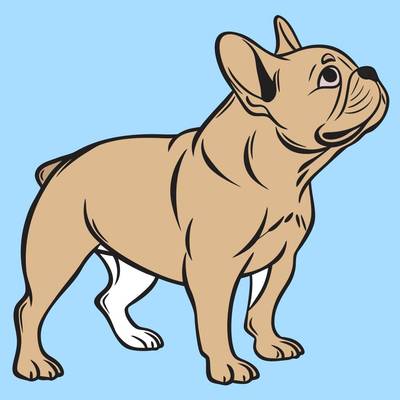 Version coloriée : Bouledogue français levant la tête