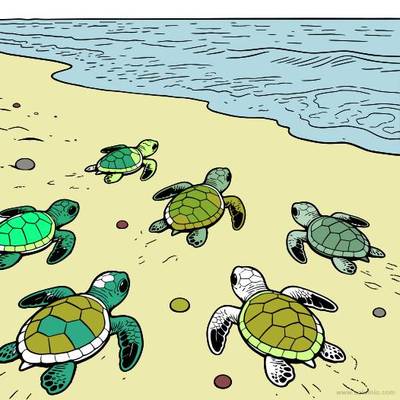 Colored version: Sea turtle hatchlings heading to the sea