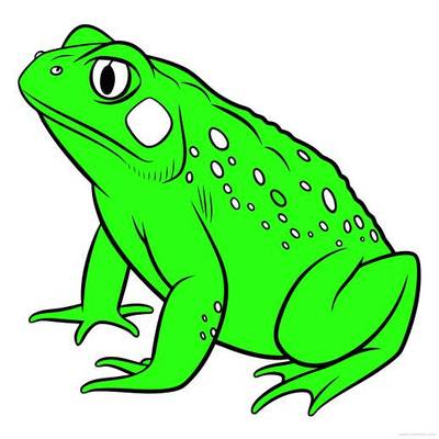 Colored version: Detailed spotted toad in side view