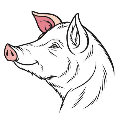 Version coloriée : Portrait détaillé de tête de cochon
