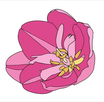 Version coloriée : Tulipe en pleine floraison