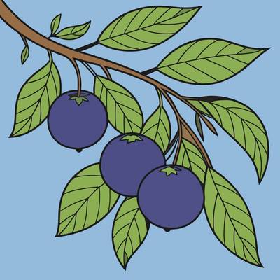 Ausgemalte Version: Drei Orangen an einem blättrigen Zweig