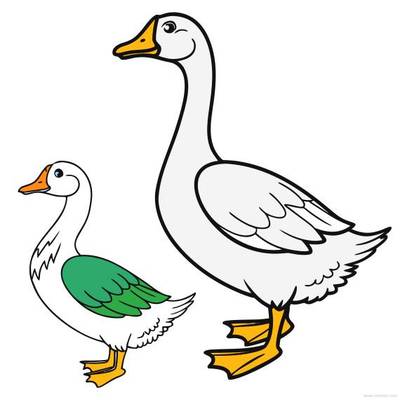 Colored version: Detailed duck and goose duo