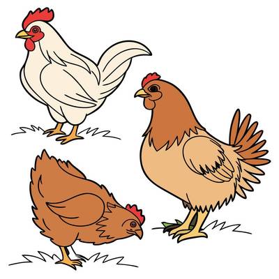 Colored version: Three special chicken breeds