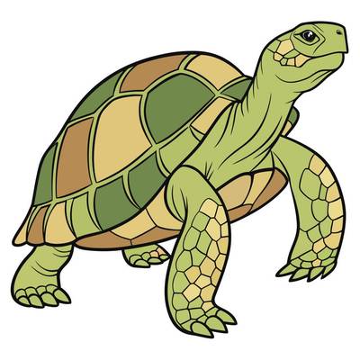 Version coloriée : Tortue géante des Galápagos en gros plan
