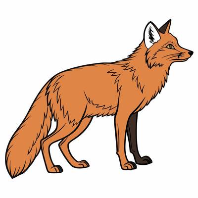 Version coloriée : Renard roux réaliste de profil