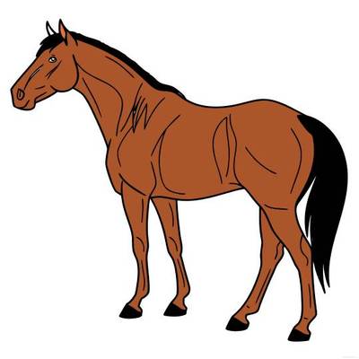 Ausgemalte Version: Stehendes Quarter Horse