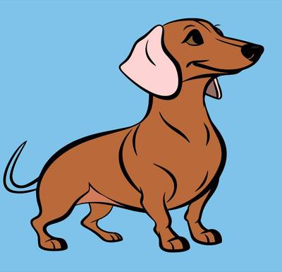 Colored version: Cute dachshund with curled tail