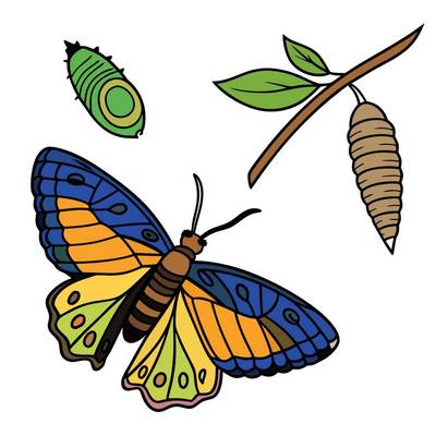 Colored version: Detailed butterfly life cycle