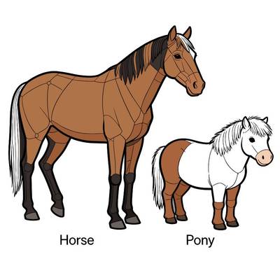 Colored version: Horse and pony anatomy comparison
