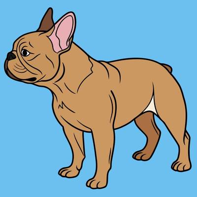 Colored version: French bulldog in side view