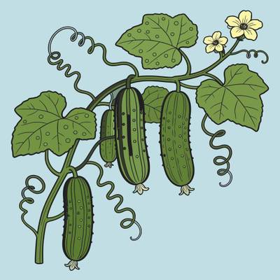 Ausgemalte Version: Detaillierte Gurken an einer Gartenranke