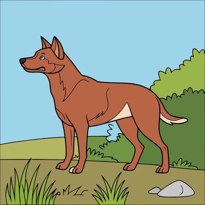 Versão colorida: Cão boiadeiro australiano ao ar livre