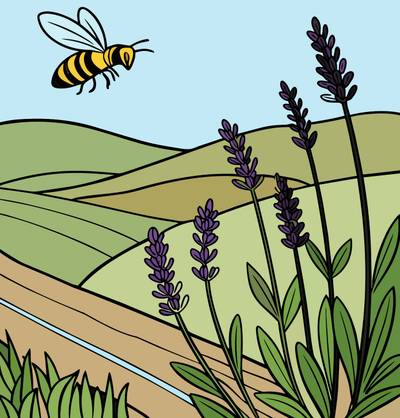 Ausgemalte Version: Schlichtes Lavendelfeld in der Provence mit Biene