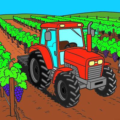 Fargelagt versjon: Traktor mellom vinrader i vingården