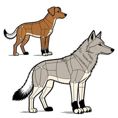 Ausgemalte Version: Anatomiediagramm von Wolf und Hund