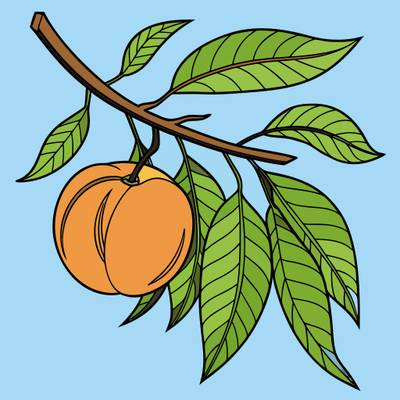 Version coloriée : Deux pêches sur une branche feuillue