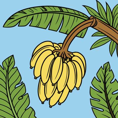 Farvelagt version: Banantræ med hængende bananer