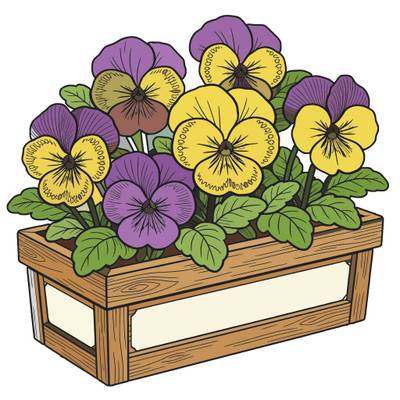 Colored version: Detailed pansies in a wooden box