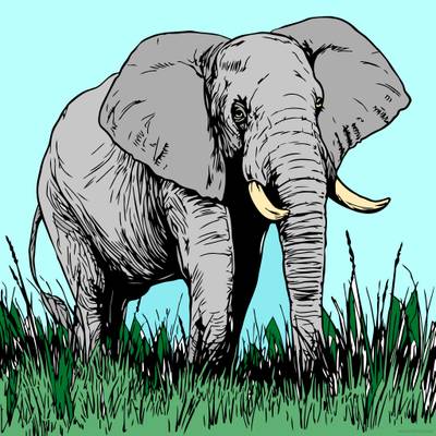 Ausgemalte Version: Elefant im Gras