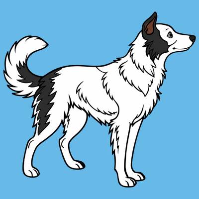 Version coloriée : Border collie debout de profil