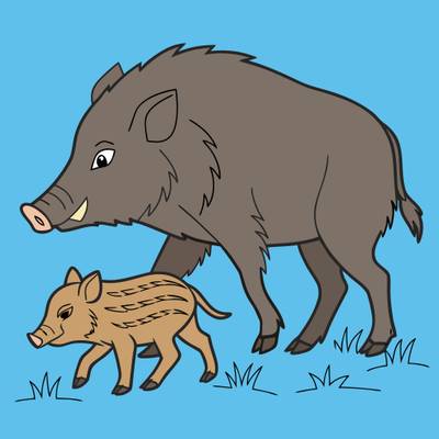 Färglagd version: Enkelt vildsvin med en kulting
