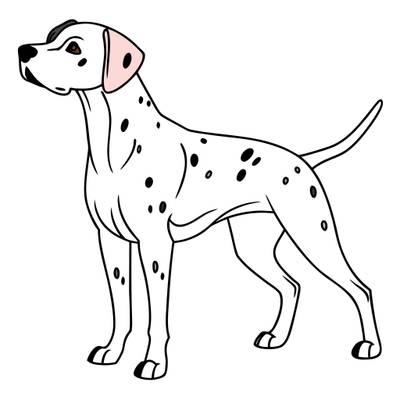 Ingekleurde versie: Staande volwassen dalmatiër