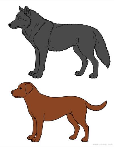 Version coloriée : Comparaison anatomique loup et chien