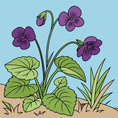 Colored version: Simple violets in a forest clearing