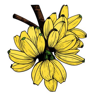 Versione colorata: Design colorato di fiori di banana