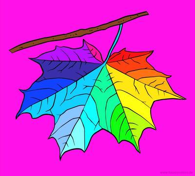 Väritetty versio: Vaahteran lehti värityssivu – luonnollinen kuva tulostettavaksi