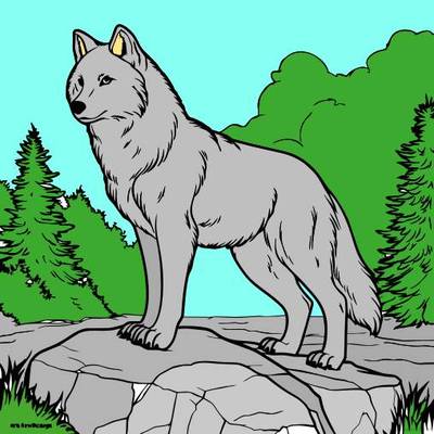Wersja pokolorowana: Majestatyczny wilk w naturze