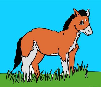 Ausgemalte Version: Fohlen im Gras