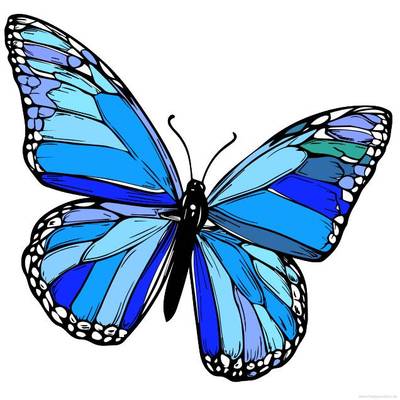 Farvelagt version: Sommerfugl