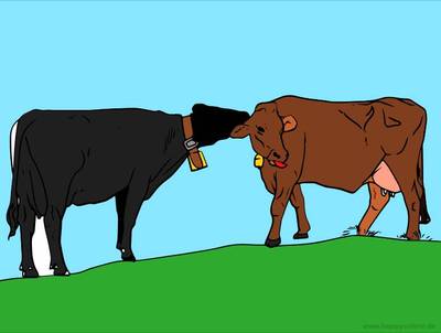 Farvelagt version: Køer med klokker