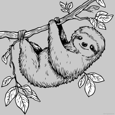 Farvelagt version: Dovendyr hængende fra en gren