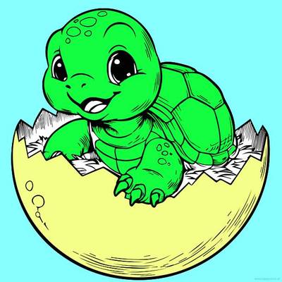 Exemple : Bébé tortue – de la communauté Colomio