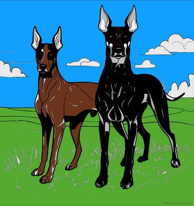 Ausgemalte Version: Dobermann Paar