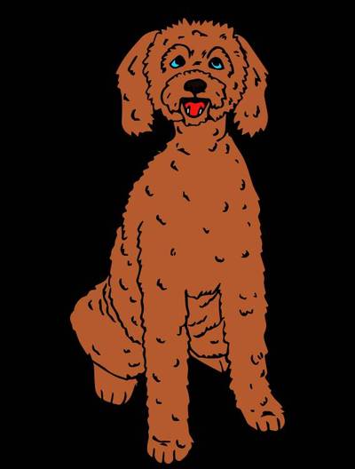 Fargelagt versjon: Labradoodle