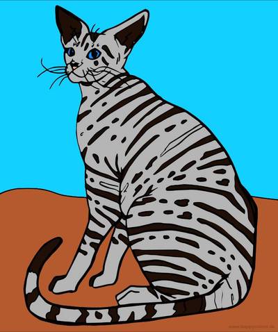 Versione colorata: Oriental Shorthair